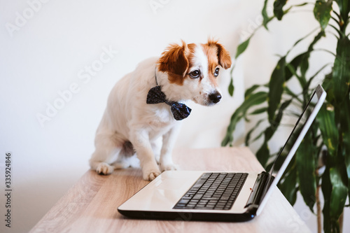 cute jack russell dog working on laptop at home. Elegant dog wearing a bow tie. Stay home. Technology and lifestyle indoors concept © Eva