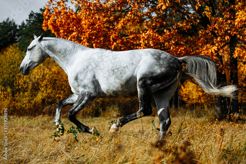 White grey stallion horse running in autumn field