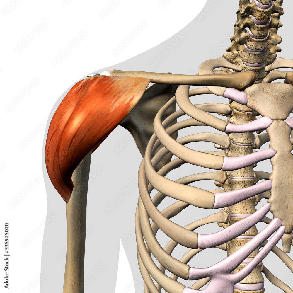 Deltoid Muscle Isolated in Anterior View Anatomy on White Background ...