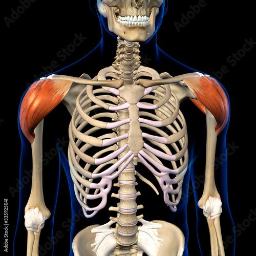 Fotografie Deltoid Muscles Isolated in Anterior View Human Anatomy on Black Background