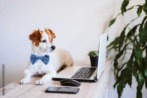 cute jack russell dog working on laptop at home. Elegant dog wearing a bow tie. Stay home. Technology and lifestyle indoors concept