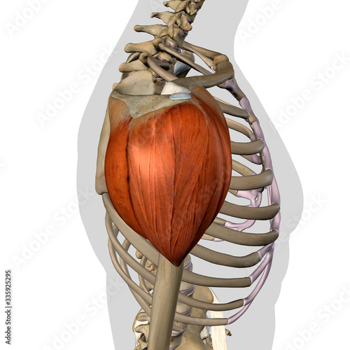 Deltoid Muscle Isolated in Lateral View Human Anatomy on White Background