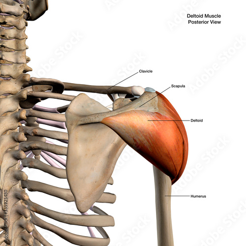 Deltoid Muscle Isolated in Posterior View Labeled Human Anatomy on White Background photo