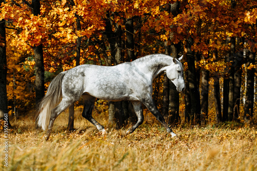 White grey stallion horse running in autumn field