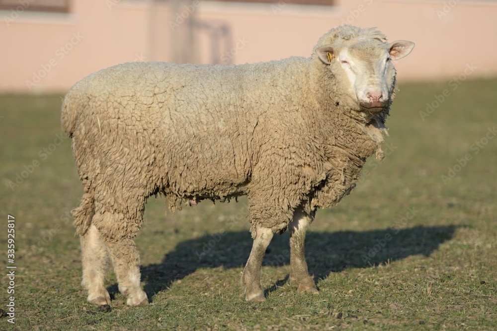 sheep with lamb on farm