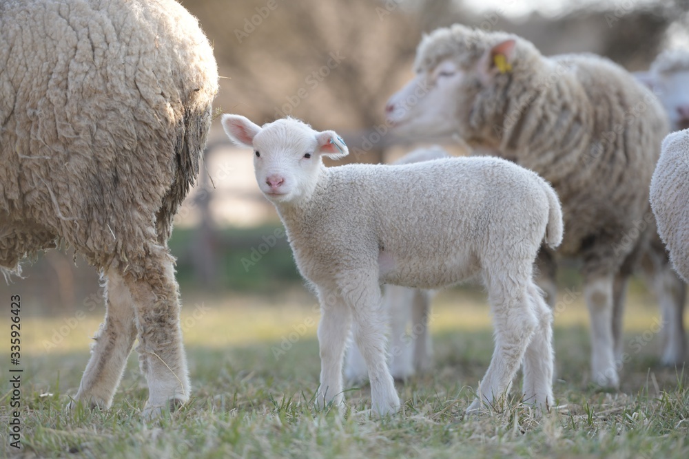 sheep with lamb on farm