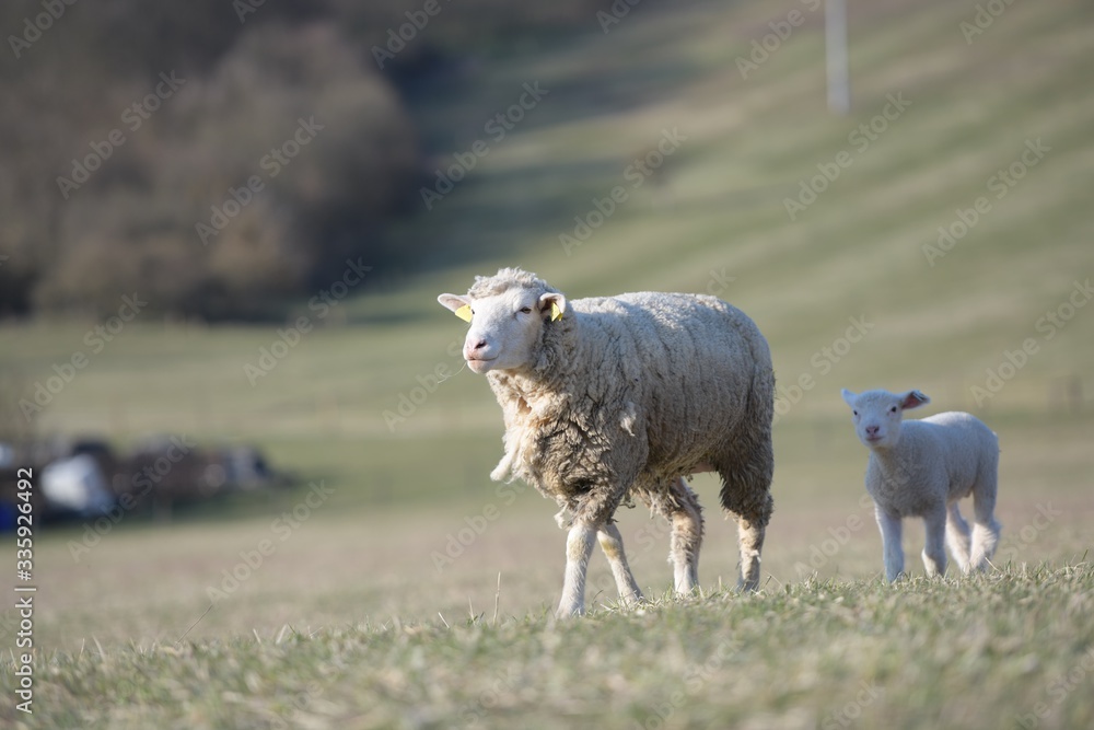 Fototapeta premium sheep with lamb on farm