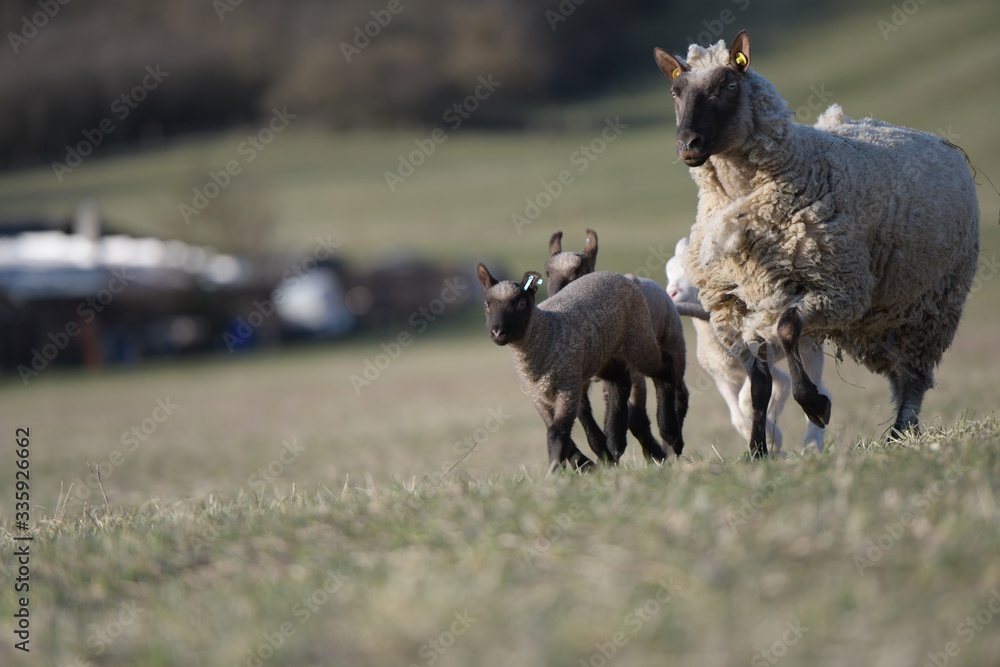 sheep with lamb on farm sheep with lamb on farm