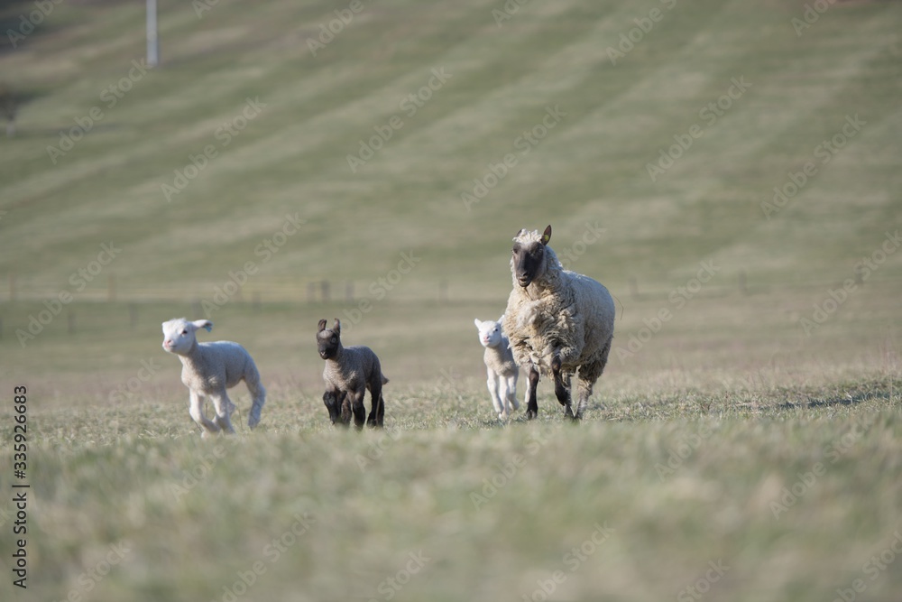 Fototapeta premium sheep with lamb on farm