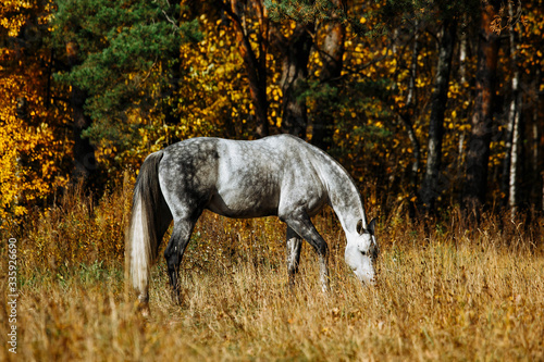 Portrait of white, grey horse stallion in autumn in yellow leaves.  © matilda553