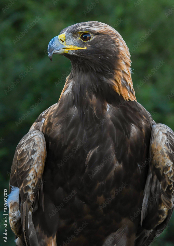 Golden Eagle closeup at raptor rehabilitation facility in Alabama. Golden Eagle closeup at raptor rehabilitation facility in Alabama.