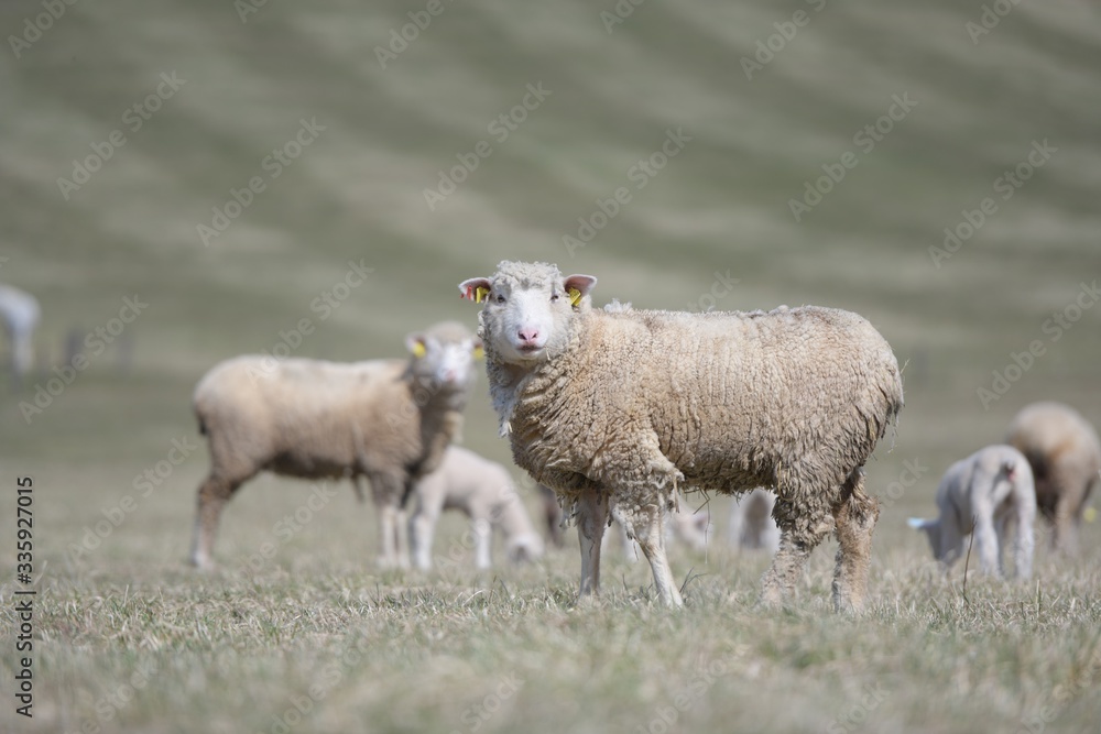Obraz premium sheep with lamb on farm