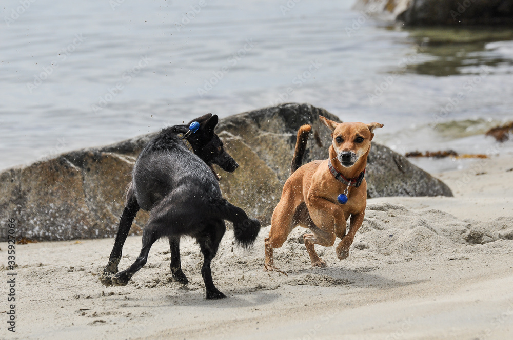 Naklejka premium Two dogs playing and barking on the beach