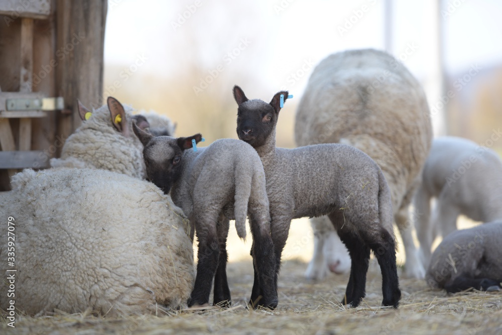 Naklejka premium sheep with lamb on farm