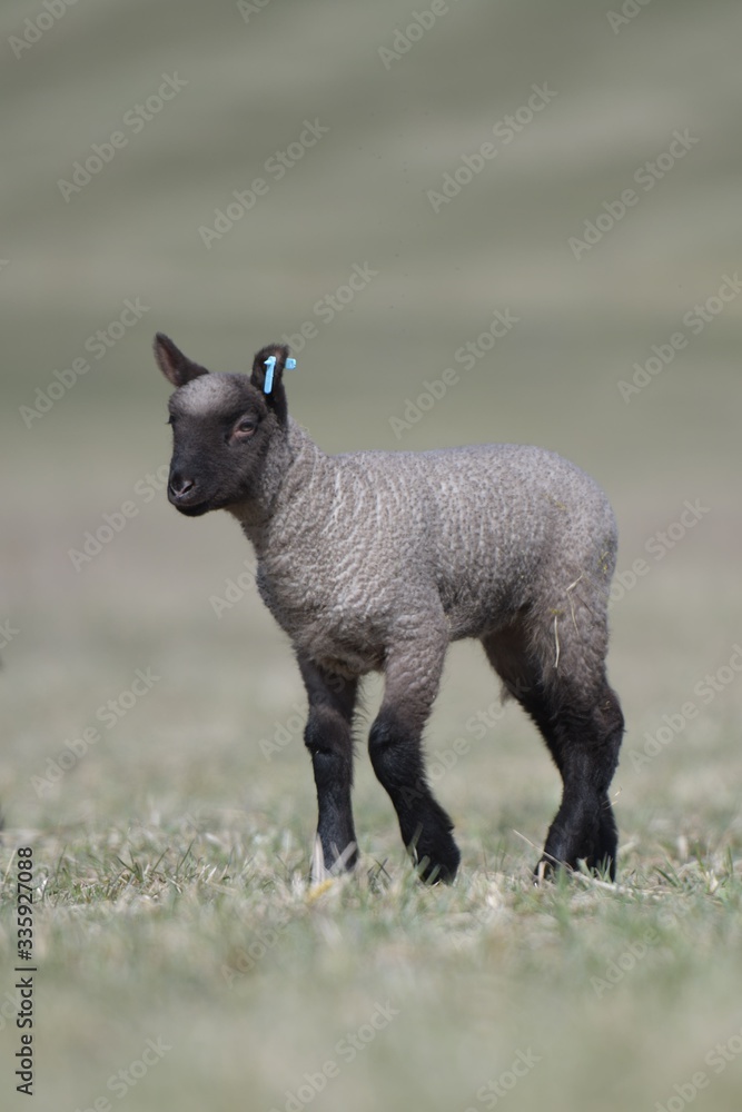 Naklejka premium sheep with lamb on farm