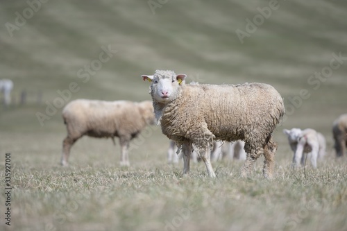 Fototapeta Naklejka Na Ścianę i Meble -  sheep with lamb on farm