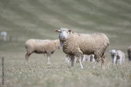 sheep with lamb on farm