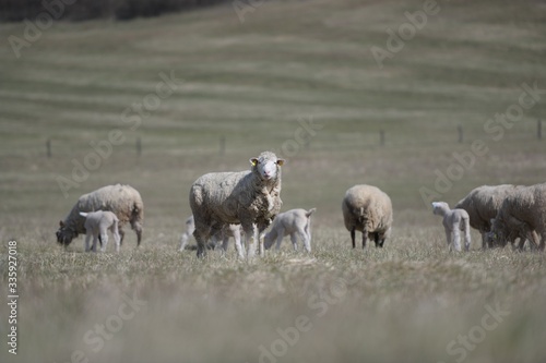 sheep with lamb on farm © muro