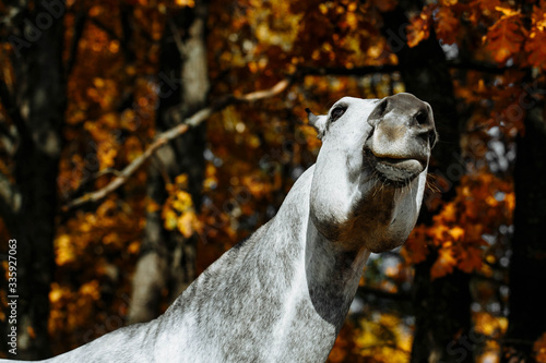 Fototapeta Naklejka Na Ścianę i Meble -  Portrait of white, grey horse stallion in autumn in yellow leaves. 