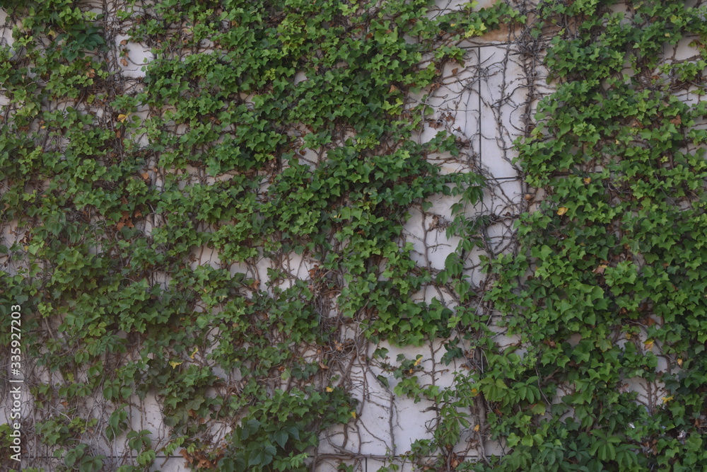 Green European ivy creeping on a grey wall in Berlin Germany Green European ivy creeping on a grey wall in Berlin Germany