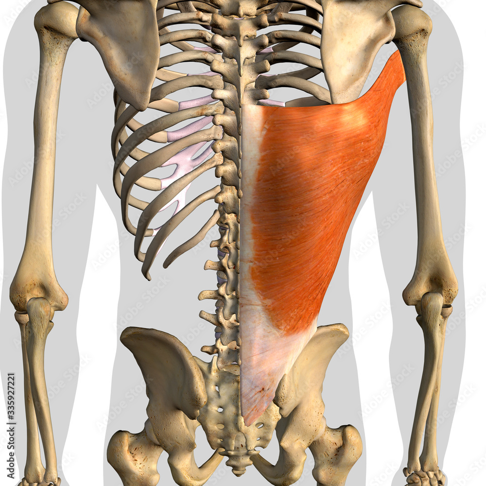 Latissimus Dorsi Muscle Isolated In Posterior View Human Anatomy On 