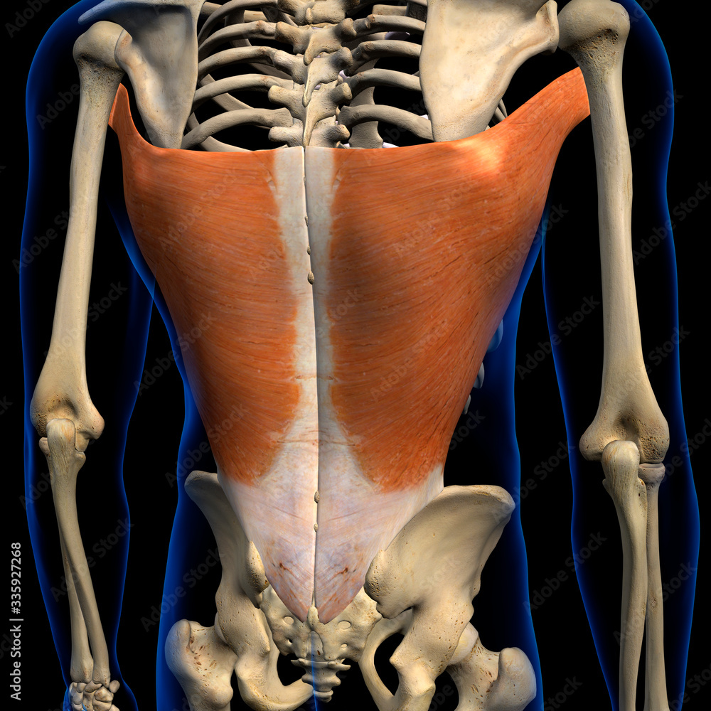 Latissimus Dorsi Muscles Isolated In Posterior View Human Anatomy On