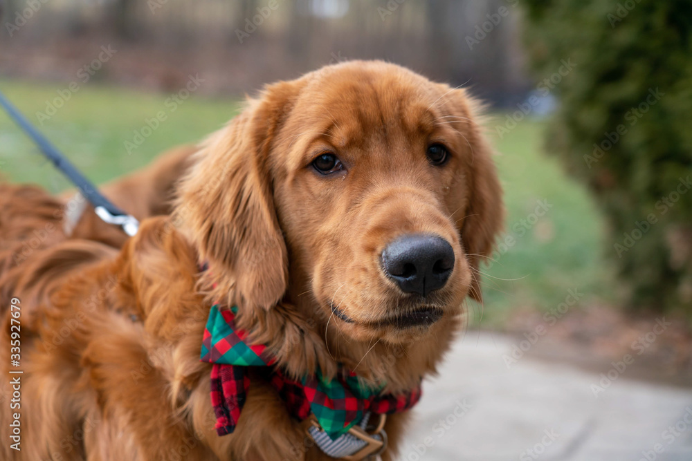 Golden Retriever Golden Retriever