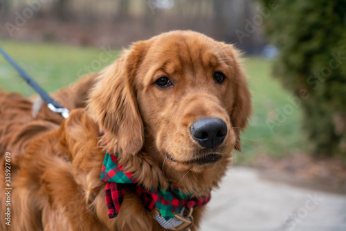 Tapety artystyczne Golden Retriever