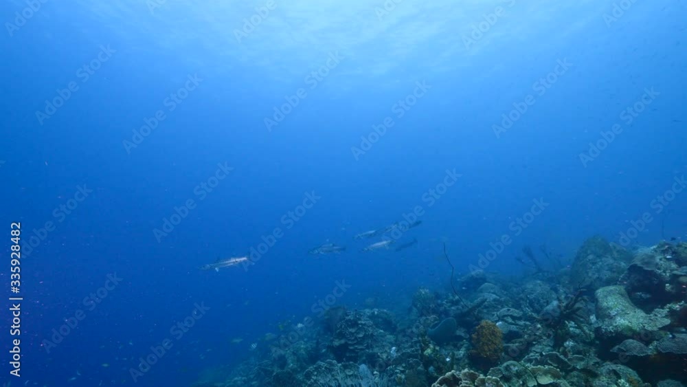 School of Barracuda in turquoise water of coral reef in Caribbean Sea / Curacao School of Barracuda in turquoise water of coral reef in Caribbean Sea / Curacao