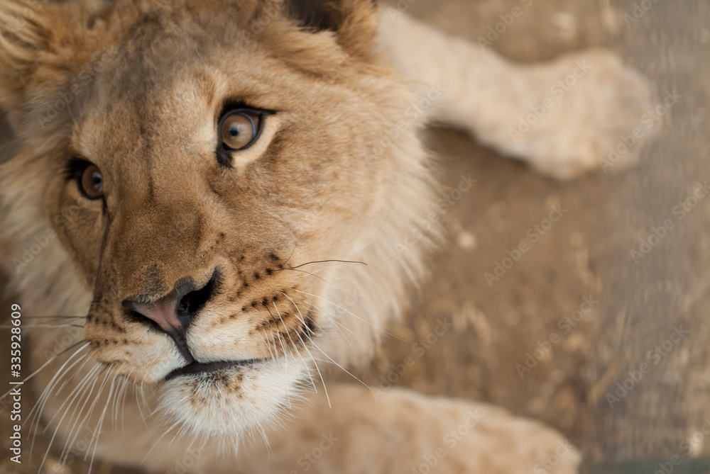 Fototapeta premium gros plan d'un jeune lion avec le regard joueur