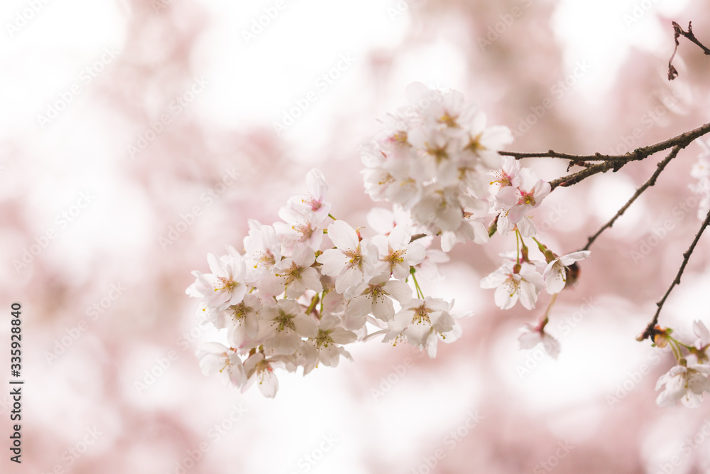 Bright pink and white cherry tree full blossom flowers blooming in spring time season near Easter, against blurred bokeh background Bright pink and white cherry tree full blossom flowers blooming in spring time season near Easter, against blurred bokeh background