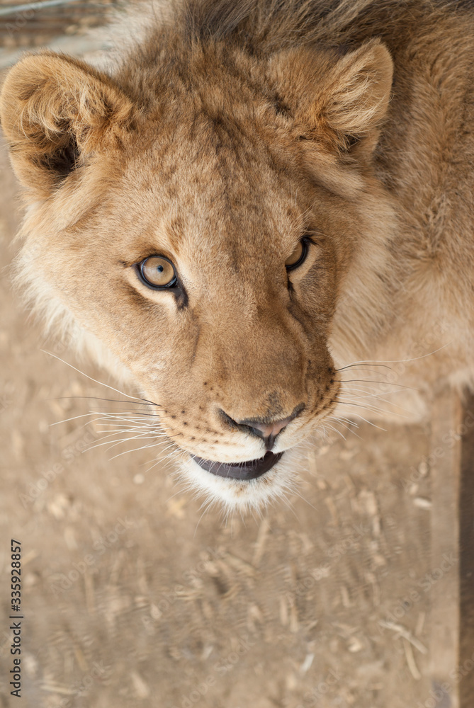 gros plan d'un jeune lion avec le regard joueur gros plan d'un jeune lion avec le regard joueur