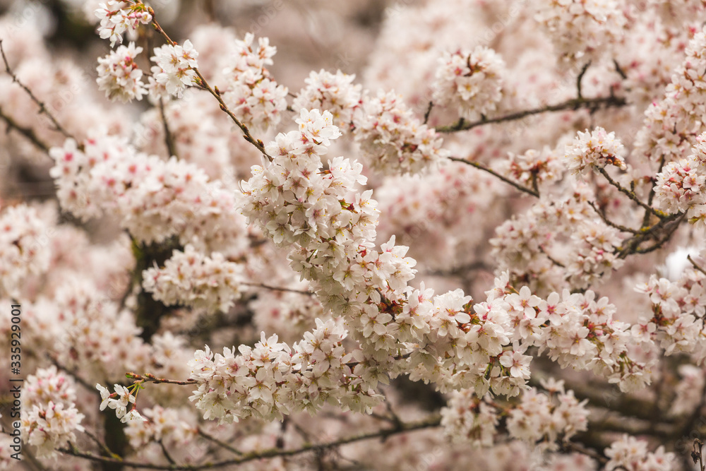 Bright pink and white cherry tree full blossom flowers blooming in spring time season near Easter, against blurred bokeh background Bright pink and white cherry tree full blossom flowers blooming in spring time season near Easter, against blurred bokeh background