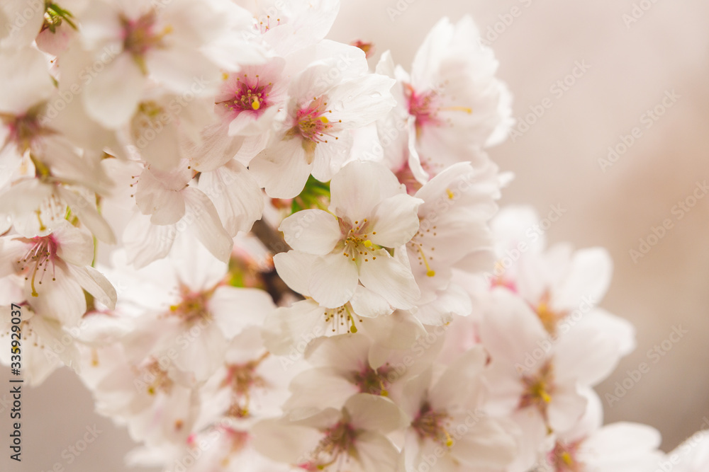 Bright pink and white cherry tree full blossom flowers blooming in spring time season near Easter, against blurred bokeh background
