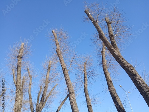 Trees with cut branches, early spring time
