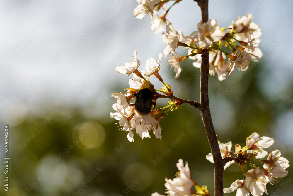 Bumblebee on flowers blossom spring scene with blurred background, shallow depth of field, selective focus. Bumblebee on flowers blossom spring scene with blurred background, shallow depth of field, selective focus.