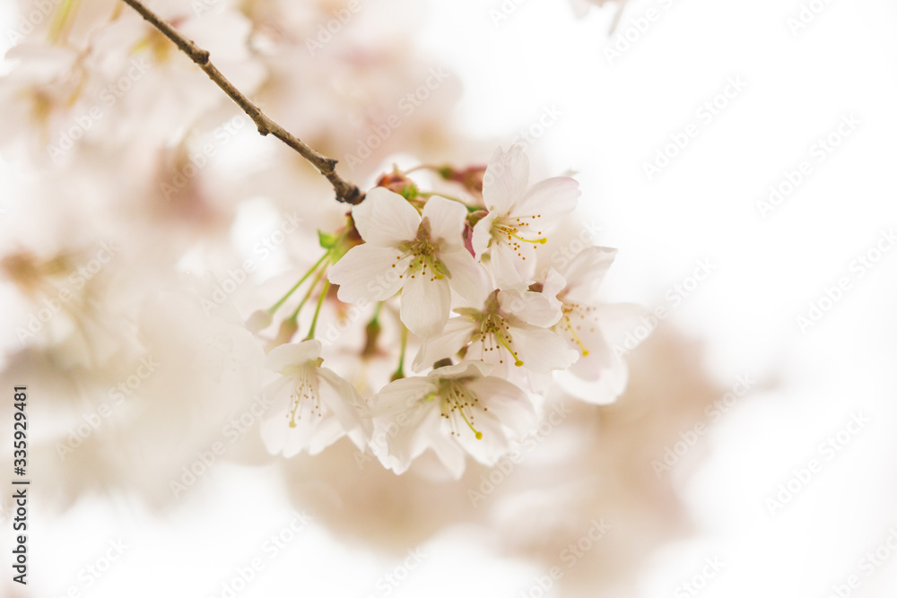 Bright pink and white cherry tree full blossom flowers blooming in spring time season near Easter, against blurred bokeh background