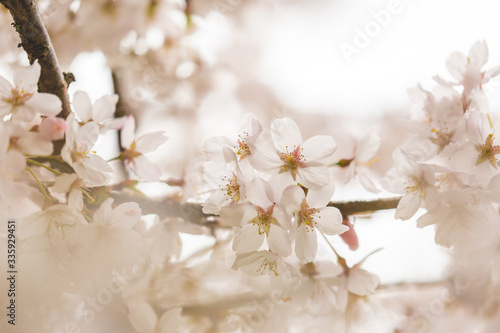 Bright pink and white cherry tree full blossom flowers blooming in spring time season near Easter  against blurred bokeh background