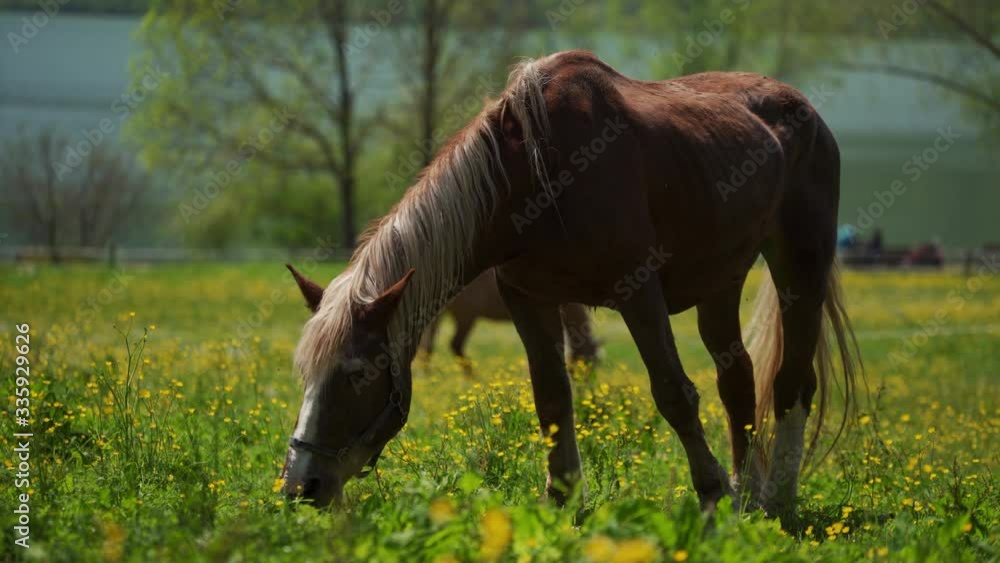 Beautiful brown horses graze in green meadow on farm by lake Tegernsee, Alps Beautiful brown horses graze in green meadow on farm by lake Tegernsee, Alps