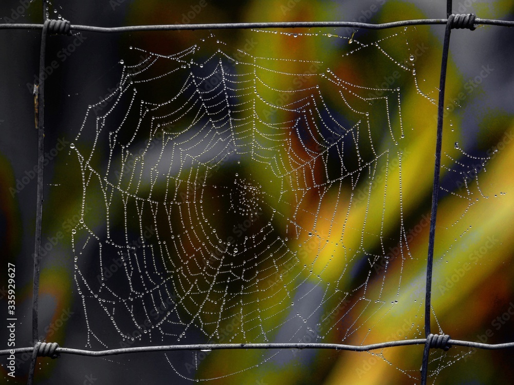 Naklejka premium telaraña