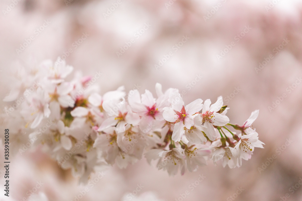Bright pink and white cherry tree full blossom flowers blooming in spring time season near Easter, against blurred bokeh background Bright pink and white cherry tree full blossom flowers blooming in spring time season near Easter, against blurred bokeh background