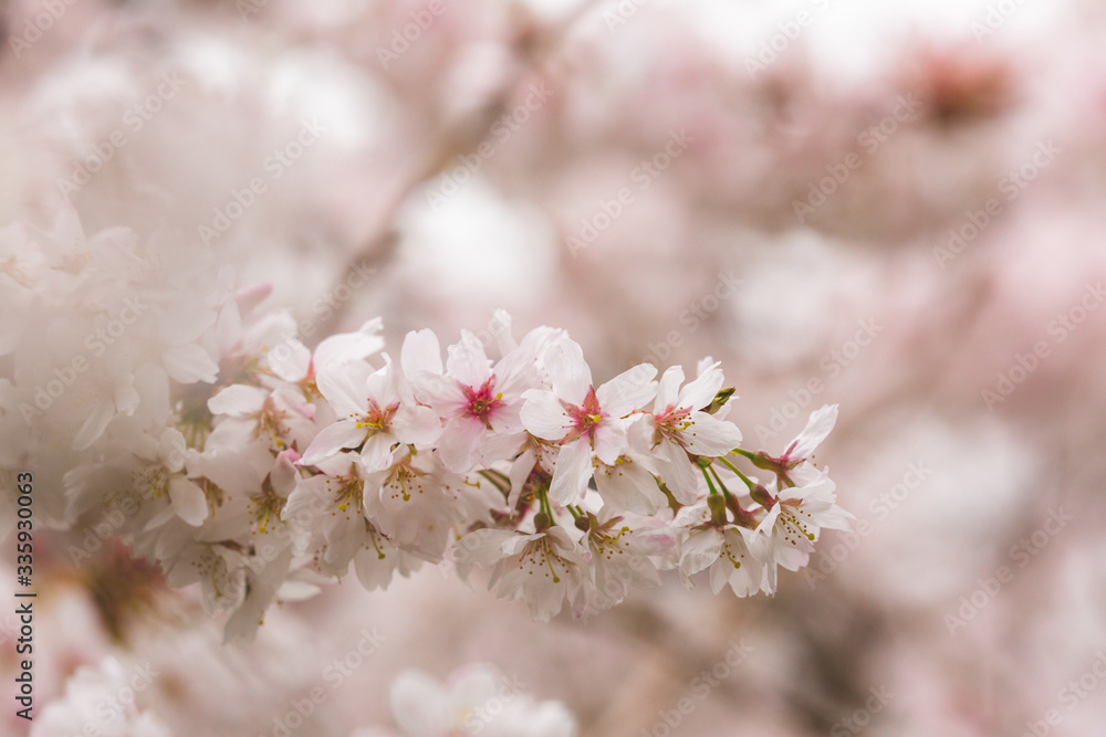 Bright pink and white cherry tree full blossom flowers blooming in spring time season near Easter, against blurred bokeh background Bright pink and white cherry tree full blossom flowers blooming in spring time season near Easter, against blurred bokeh background