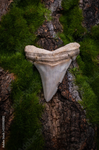 fossil shark teeth in nature photo