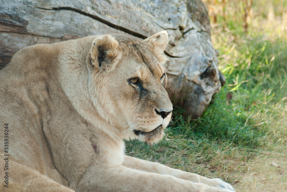 Fototapeta premium Lionne se reposant dans l'herbe