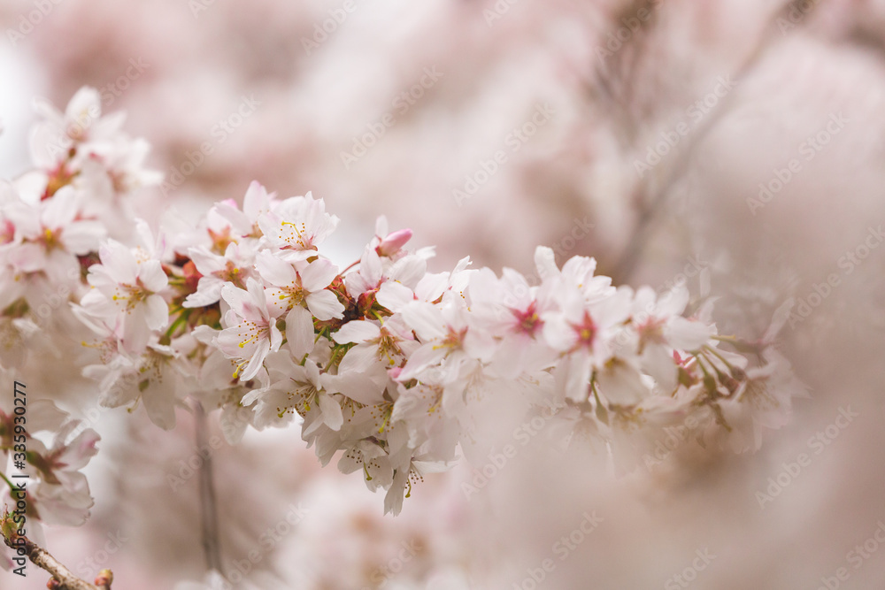 Bright pink and white cherry tree full blossom flowers blooming in spring time season near Easter, against blurred bokeh background Bright pink and white cherry tree full blossom flowers blooming in spring time season near Easter, against blurred bokeh background