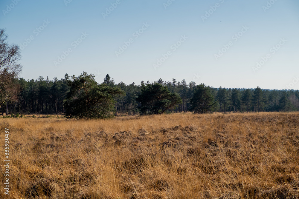 nature/forrest in Arnhem Netherlands