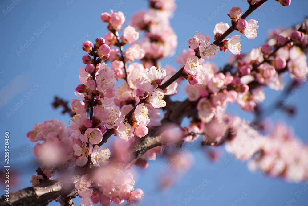 Apricot blooming in the garden. Beautiful spring seasonal background good for greeting card, wedding invitation, web. Apricot blooming in the garden. Beautiful spring seasonal background good for greeting card, wedding invitation, web.