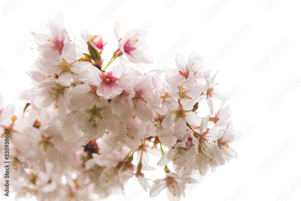 Bright pink and white cherry tree full blossom flowers blooming in spring time season near Easter, against blurred bokeh background Bright pink and white cherry tree full blossom flowers blooming in spring time season near Easter, against blurred bokeh background