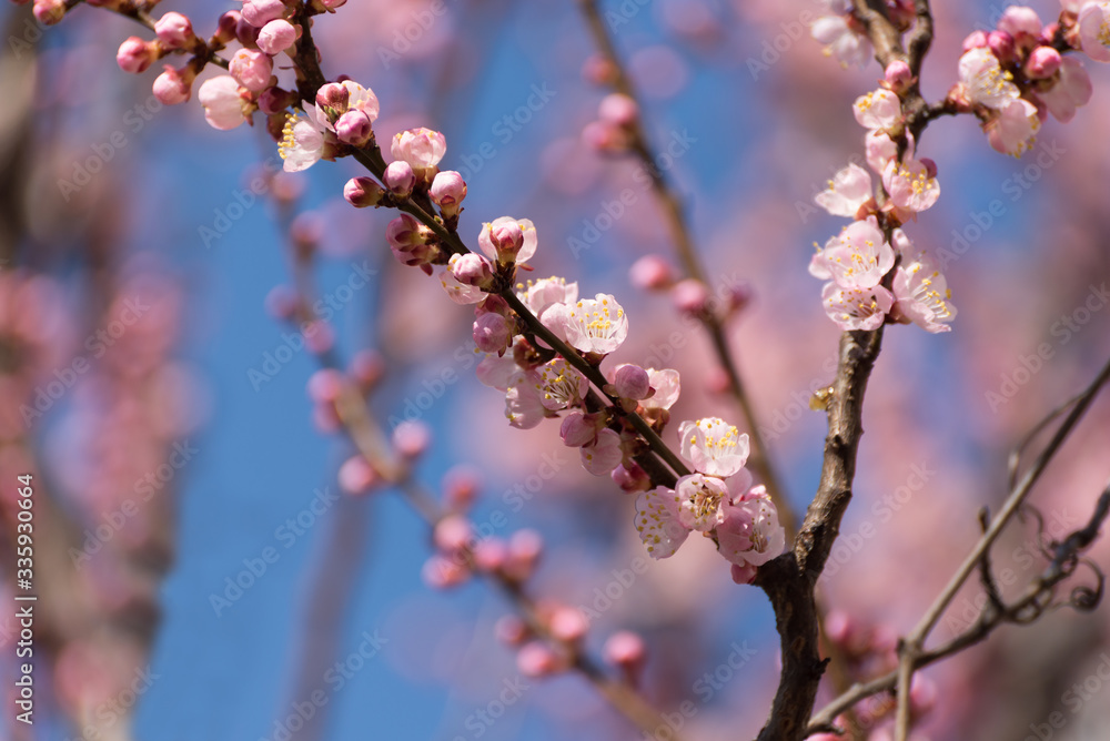 Apricot blooming in the garden. Beautiful spring seasonal background good for greeting card, wedding invitation, web. Apricot blooming in the garden. Beautiful spring seasonal background good for greeting card, wedding invitation, web.