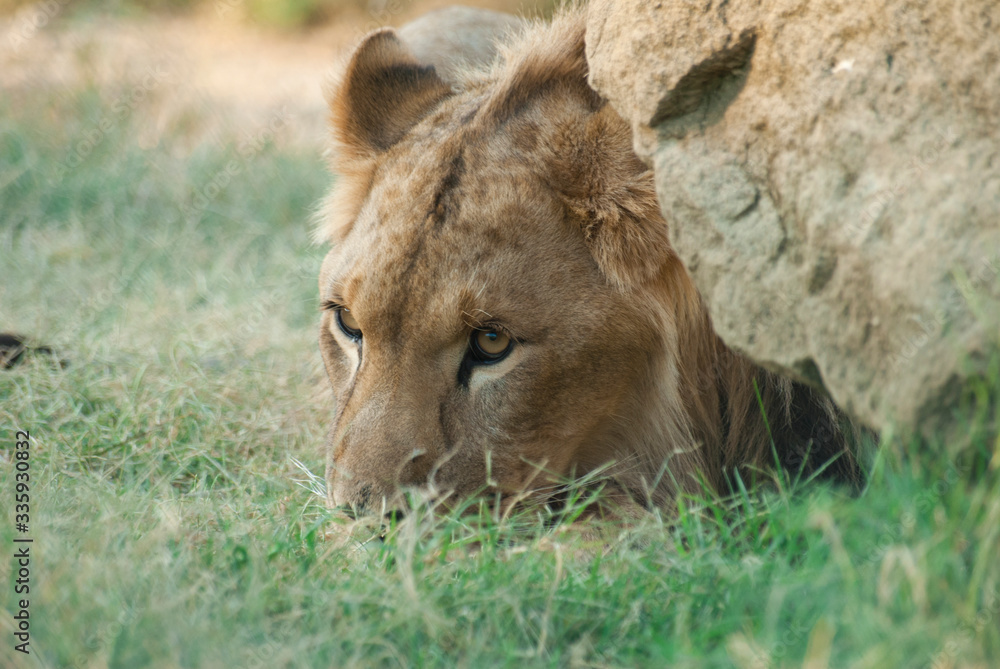 Gros plan d'une lion avec une belle crinière en été avec un beau regard calme derrière un rocher Gros plan d'une lion avec une belle crinière en été avec un beau regard calme derrière un rocher